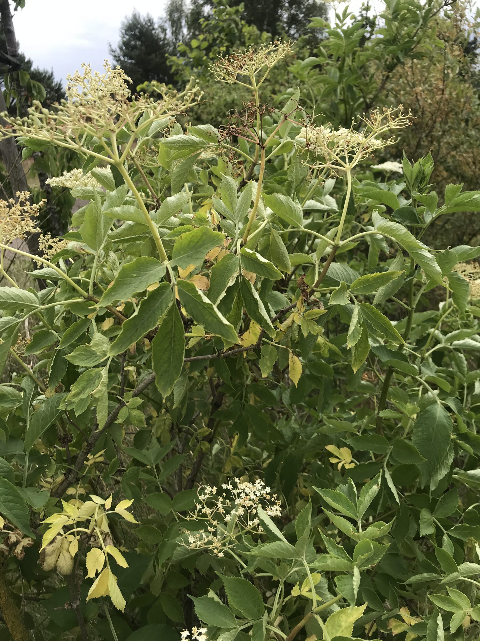 Sambucus nigra